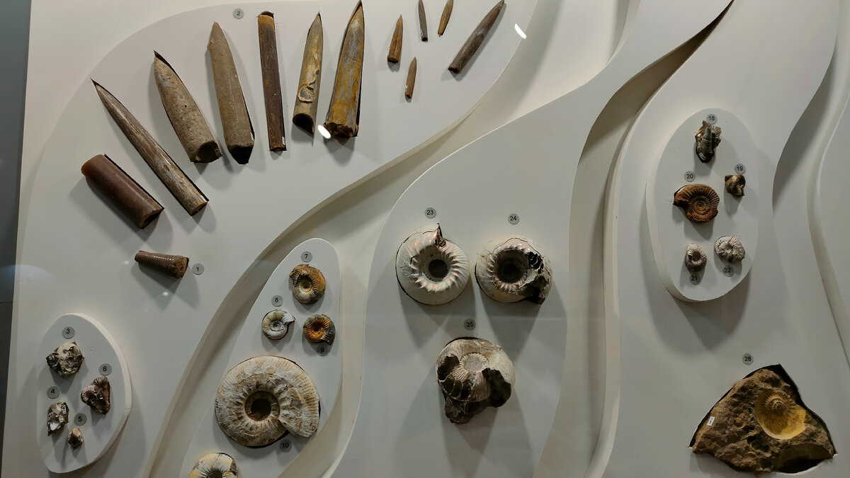 Фото автора. Аммониты и белемниты (чертовы пальцы)