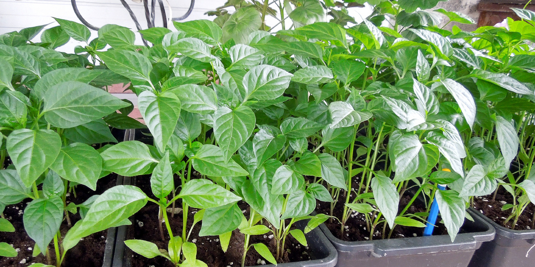 Уже 5 лет делаю простой рецепт для крепкой рассады — даже целых 2: проверенный и «волшебный»