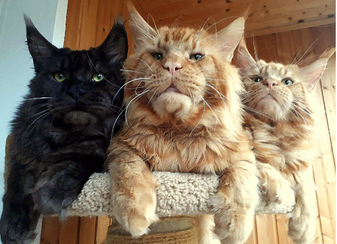 камышовый мейн кун. порода котов мейн кун. что такое мейн кун. большой кот мейн кун. коты породы мейн кун.