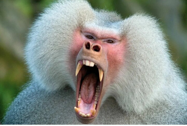 Этот не требует отмены алиментов. Ему плевать. А орет просто так