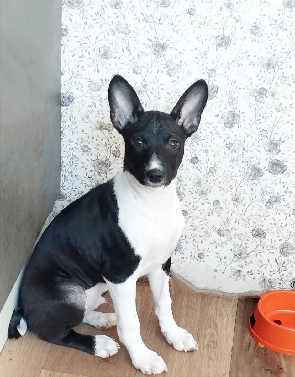 Вот такой красавец есть теперь у Таи! 