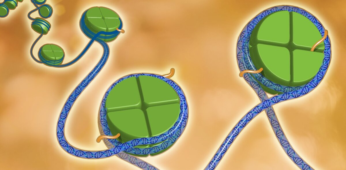 Эпигенетические  изменения не меняют нуклеотидную последовательность ДНК, но регулируют  активность генов. Public Domain/Darryl Leja, NHGRI