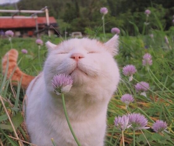 картинка из pinterest