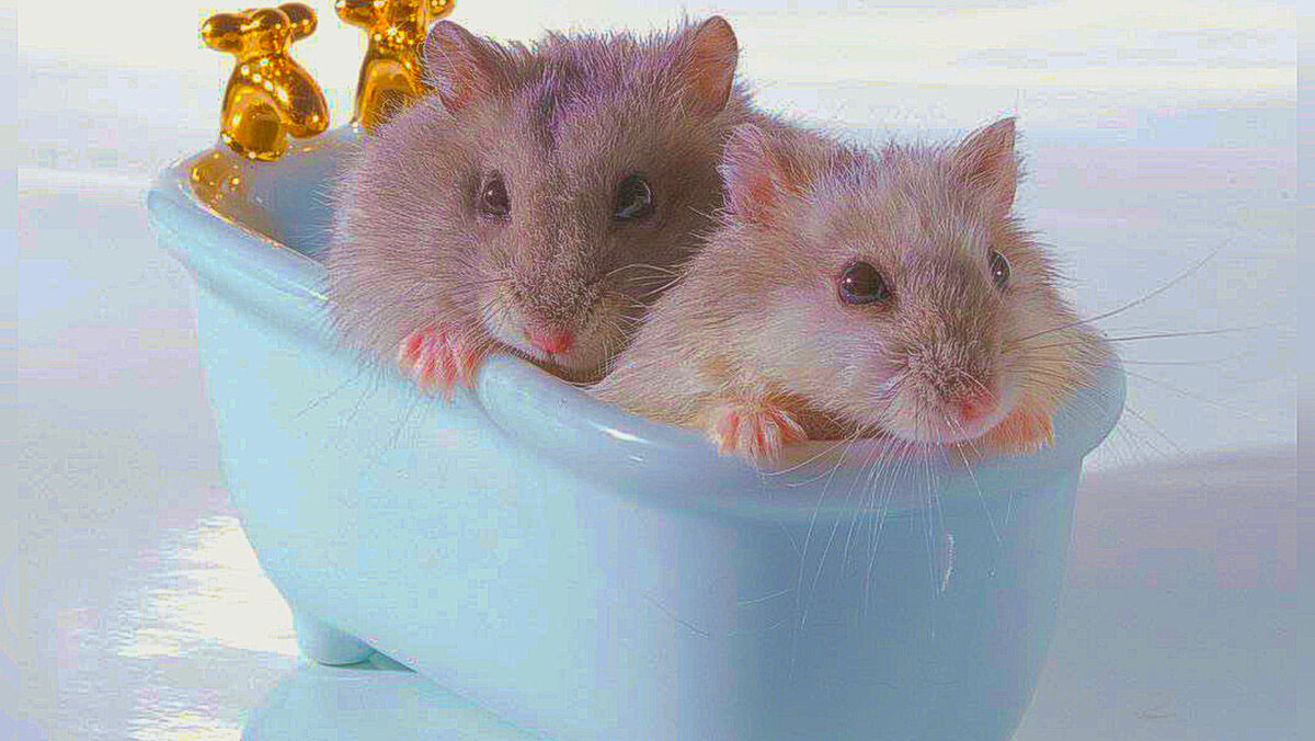 Мыть под водой хомяков категорически нельзя. За исключением опасных для жизни загрязнений