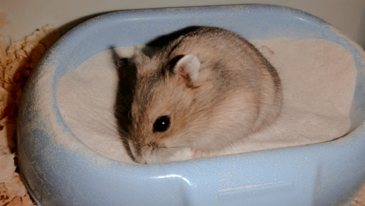 Купание хомяка. Хомяк джунгарский купается. Сирийский хомяк купается. Купать хомячка. Хомяк джунгарский купается.