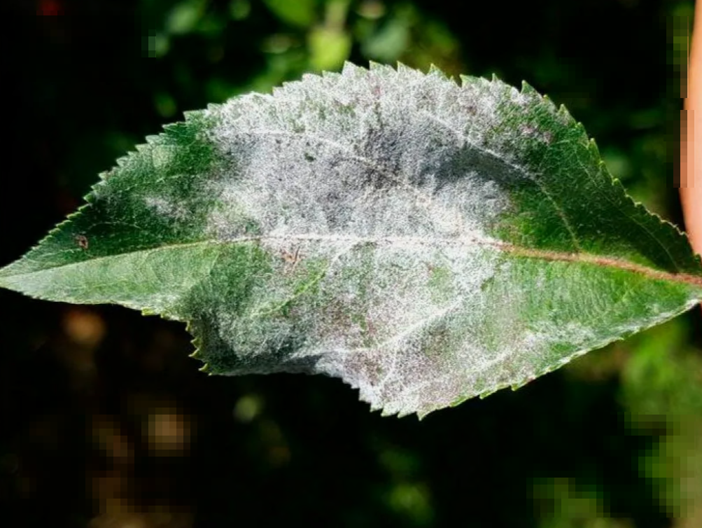 Mildew. Мучнистая роса. Мучнистая роса на яблоне. Мучнистая роса гриб паразит. Мучнистая роса на груше.