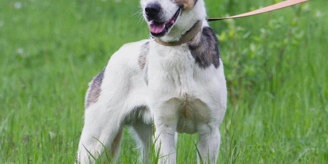 Дрейк ищет хозяев!👨‍👩‍👧🐶