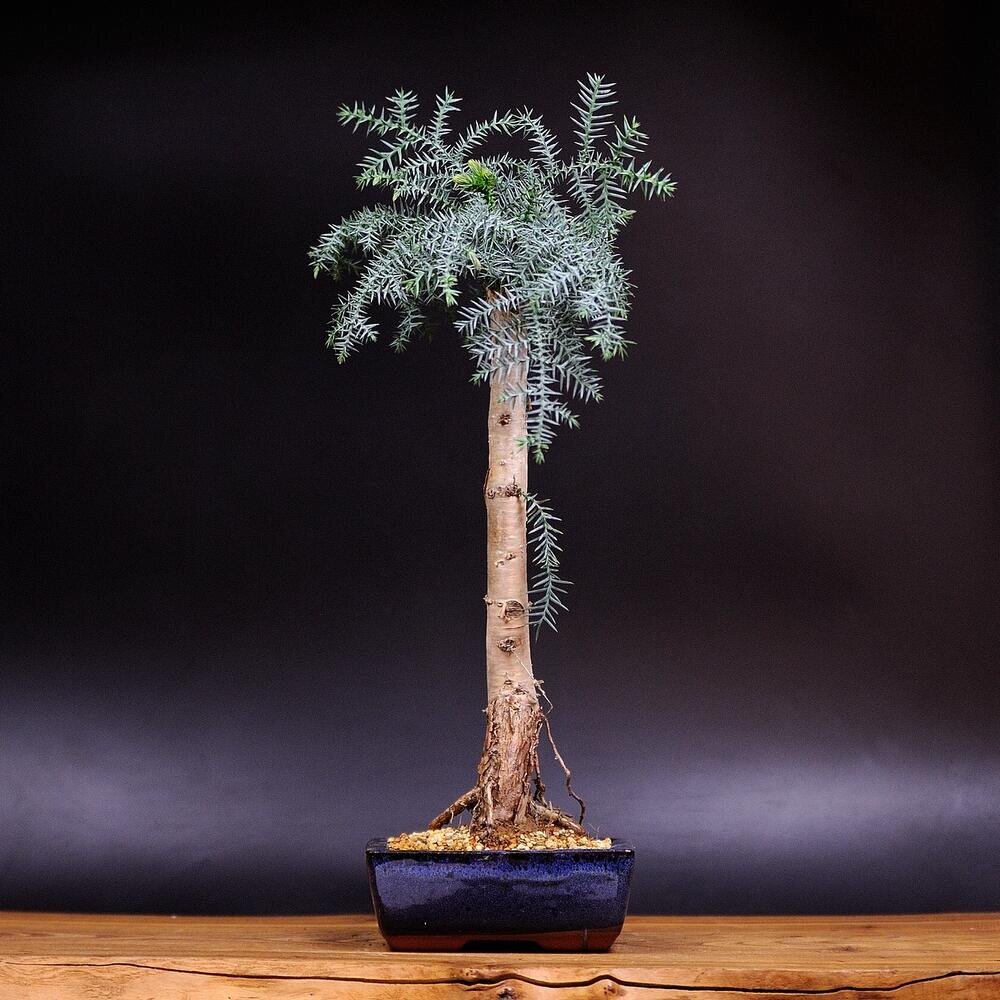 Бонсай Араукария