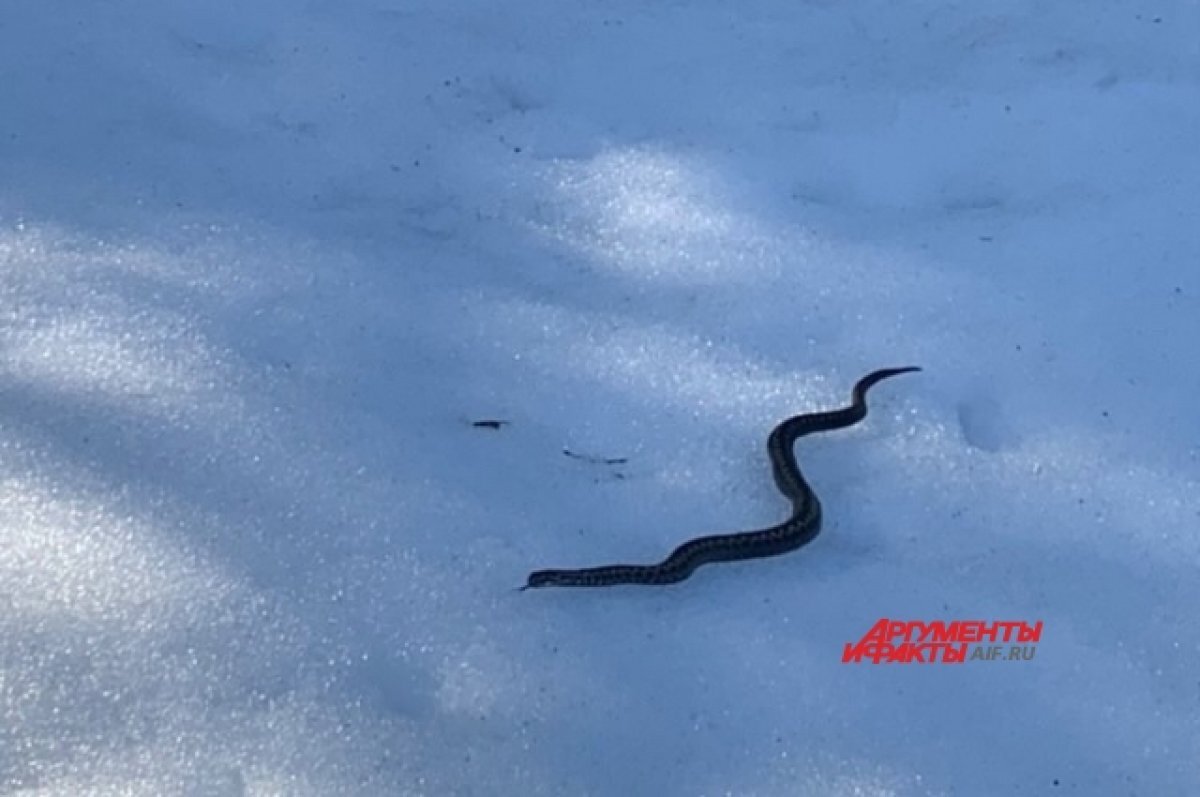    Под Тверью проснулись гадюки, отмечена повышенная активность змей