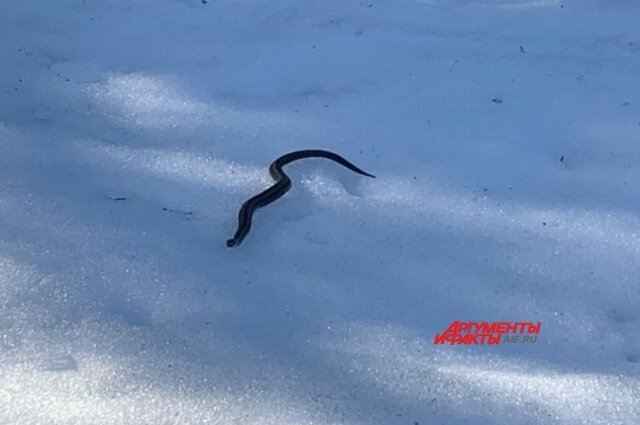    Фото: АиФ в Твери