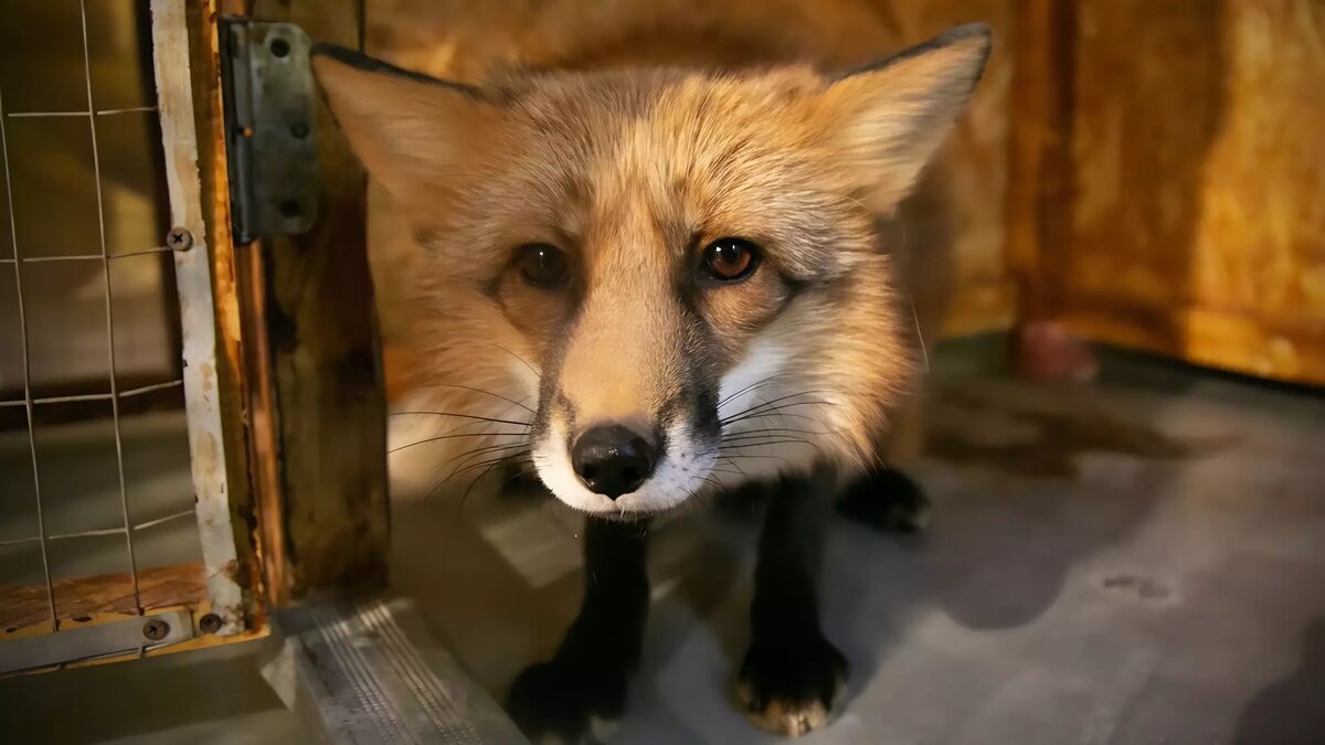     Вирус бешенства выявили в пробах, взятых у лис. На территориях сел будет действовать ряд ограничений.