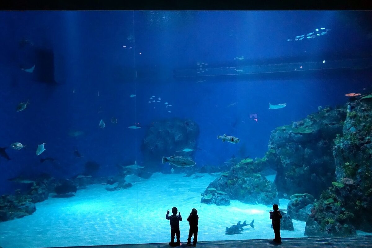 National aquarium. Национальный аквариум Дании. Национальный аквариум Дании Копенгаген. Национальный аквариум Дании "голубая Планета". Копенгаген.. Национальный океанариум «голубая Планета».