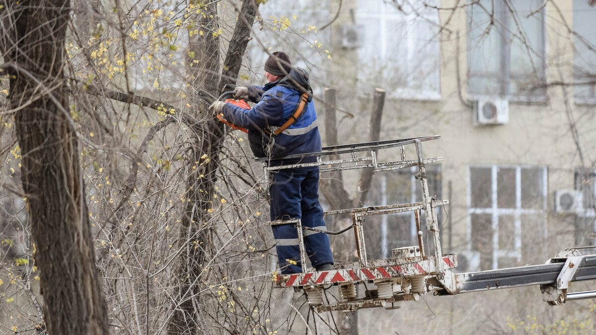 Дерево проломило голову пенсионеру во Владивостоке | Восток-Медиа | Дзен