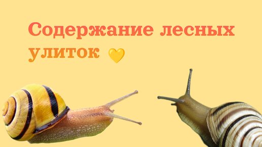 Содержание лесных улиток цепей🐌