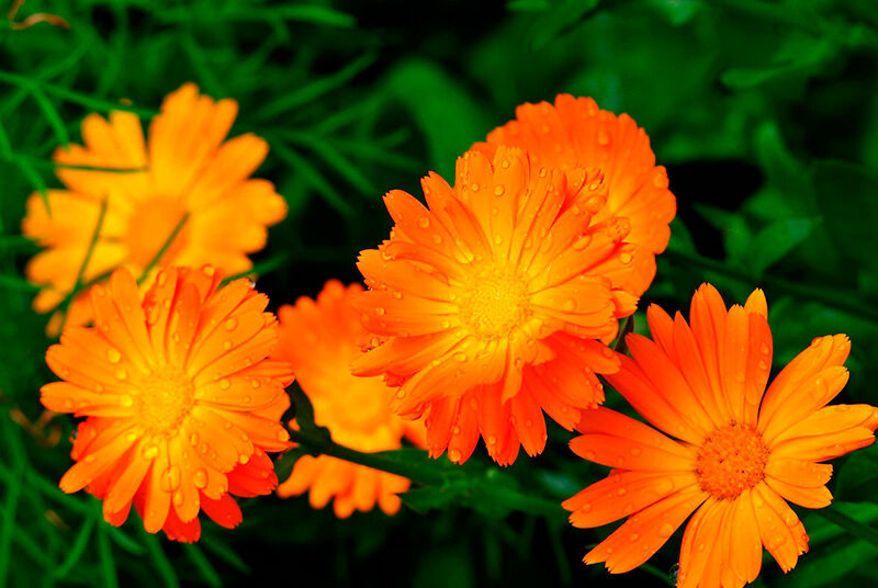 Цветы Оранжевый картинки ( фото) скачать обои