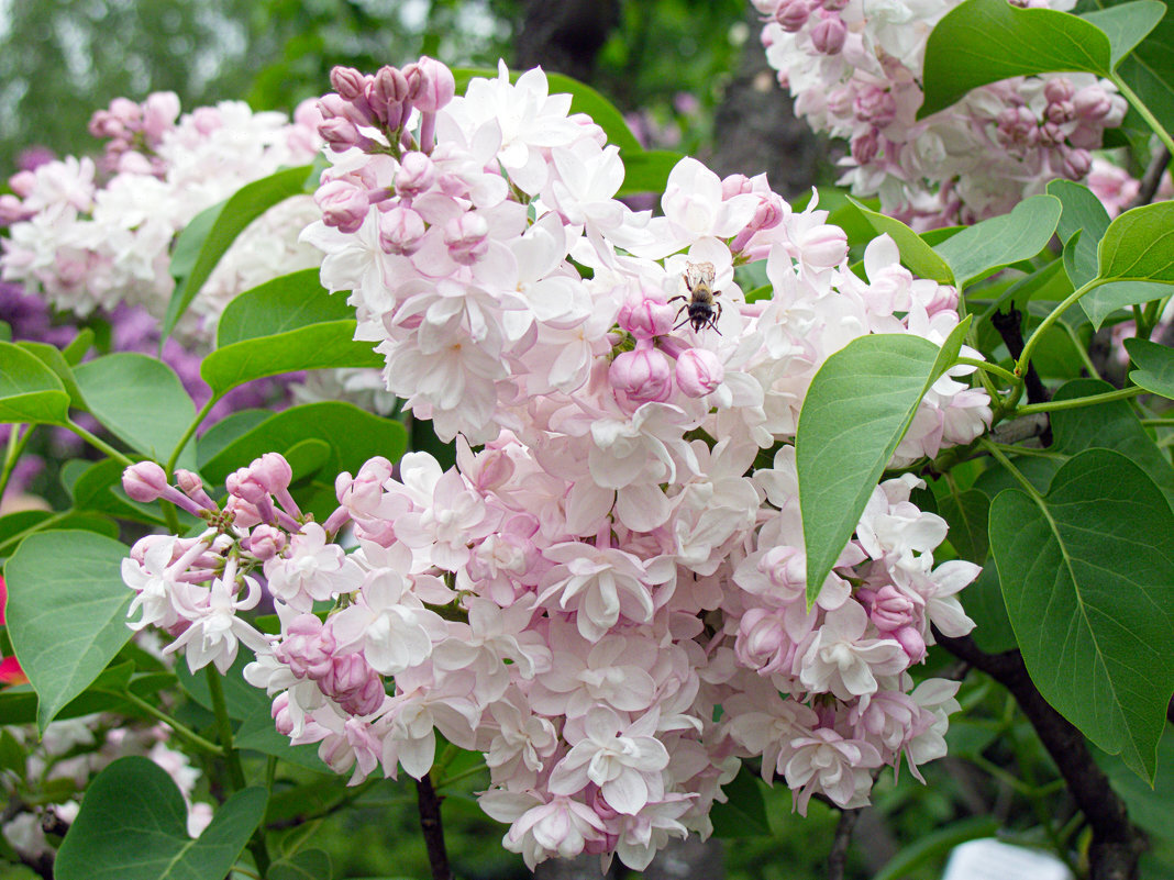 Сорт сирени - Красавица Москвы