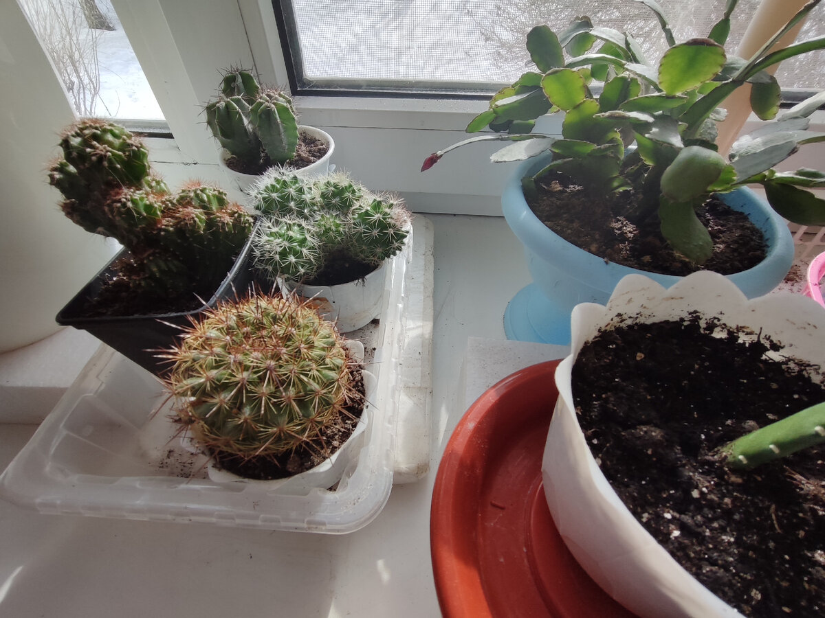 Мои новые кактусы. Жду цветения. Набрал цвет новый мой житель - рипсалидопсис. Наверное, не увижу, как цветет.