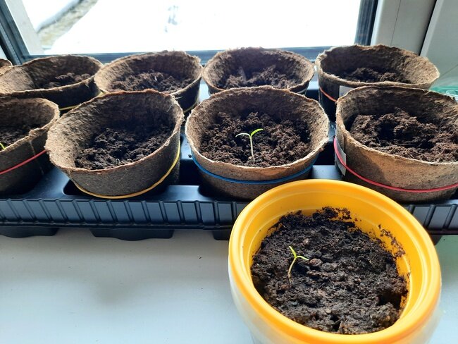Рассада на подоконнике, первые ростки
