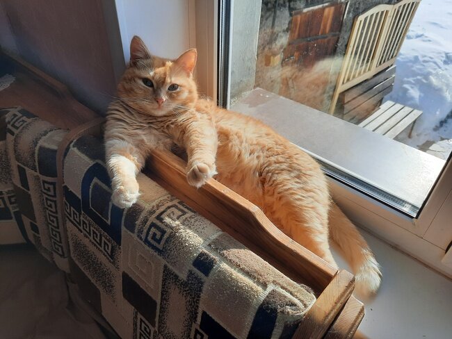 Наш кот греется под солнцем на подоконнике