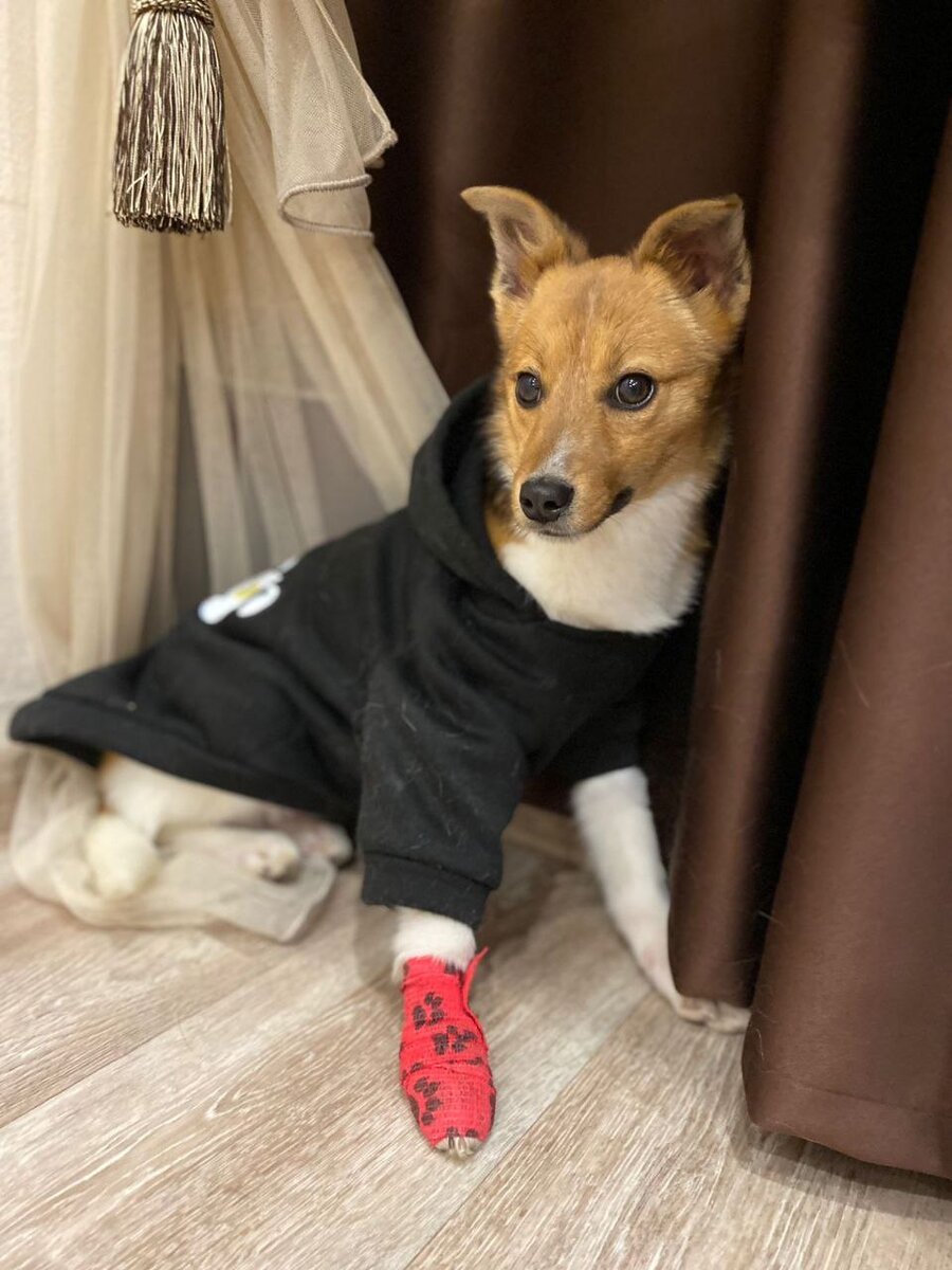 Для этой малышки не нужно много места! Только любовь, забота и добрый человек рядом