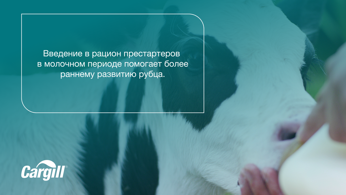 От кормления телят в молочный период во многом зависит продуктивность, долголетие и окупаемость будущей коровы.-2