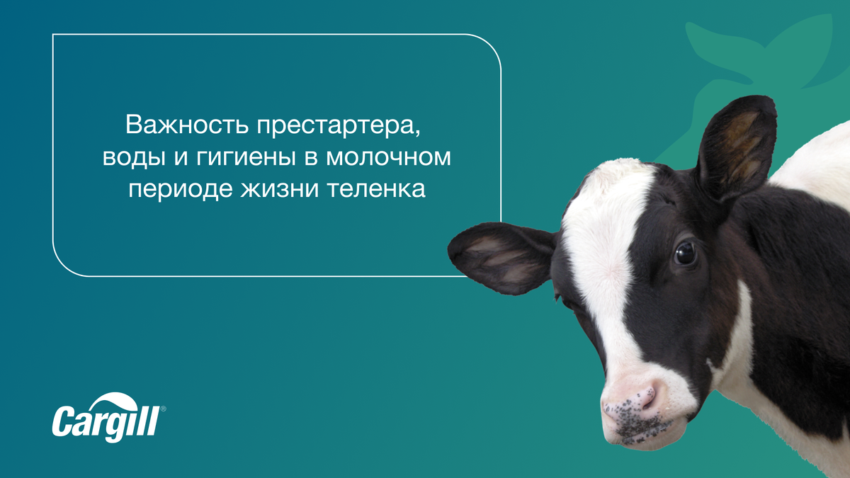 От кормления телят в молочный период во многом зависит продуктивность, долголетие и окупаемость будущей коровы.