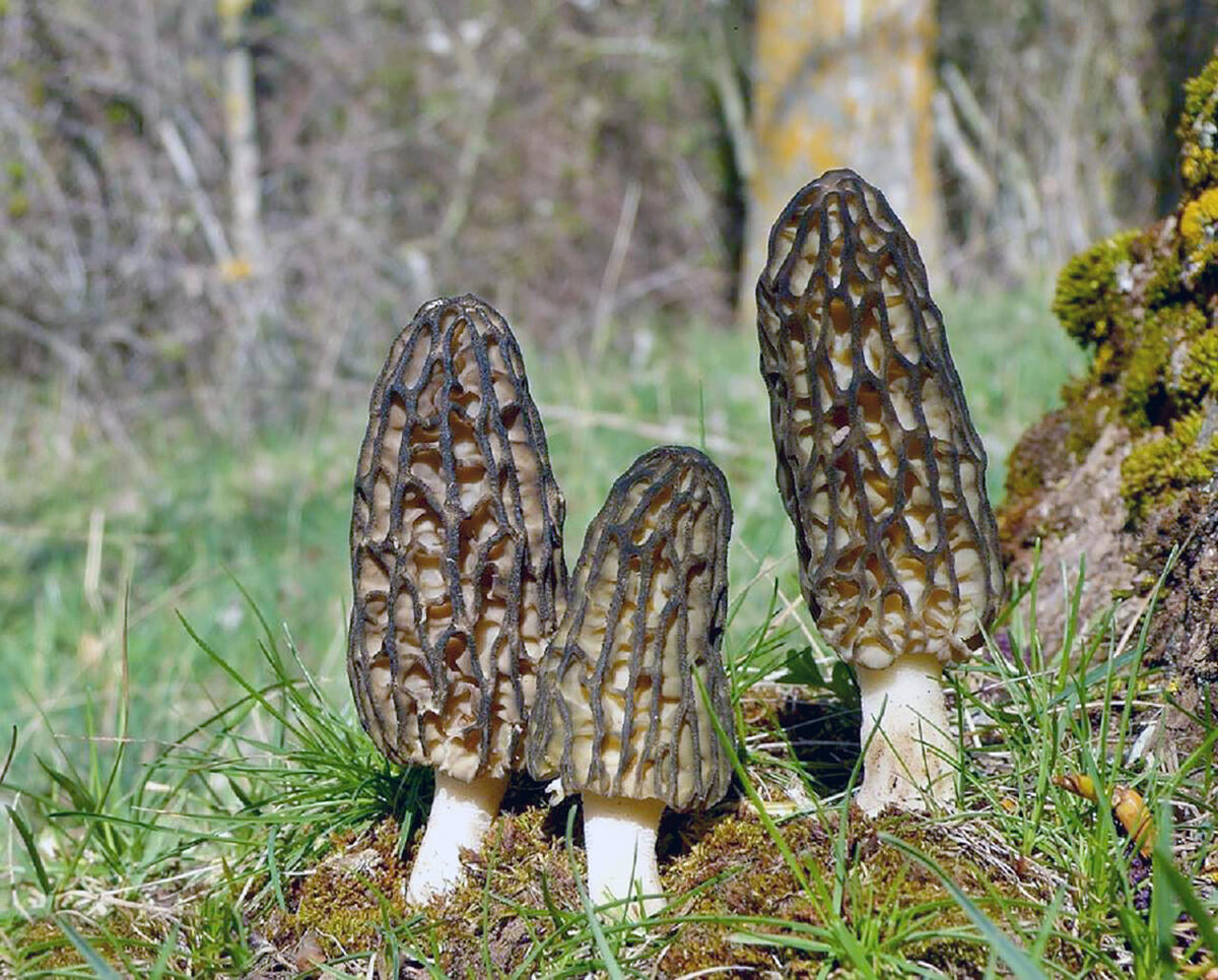 Сморчки правда любят солнце)