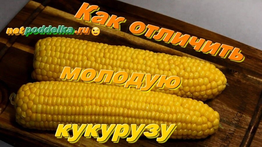 Молодая кукуруза