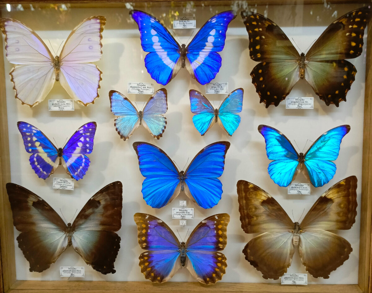 Блогеры Летящие на ДЗЕН.