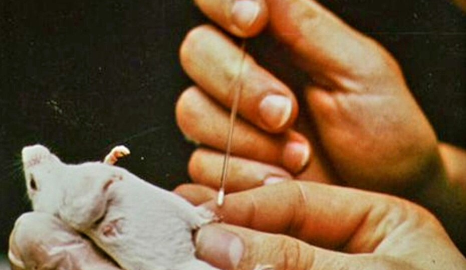 Литр мышиного молока стоит 2 млн рублей и им кормят грудничков. Чего?! Мы что-то пропустили?