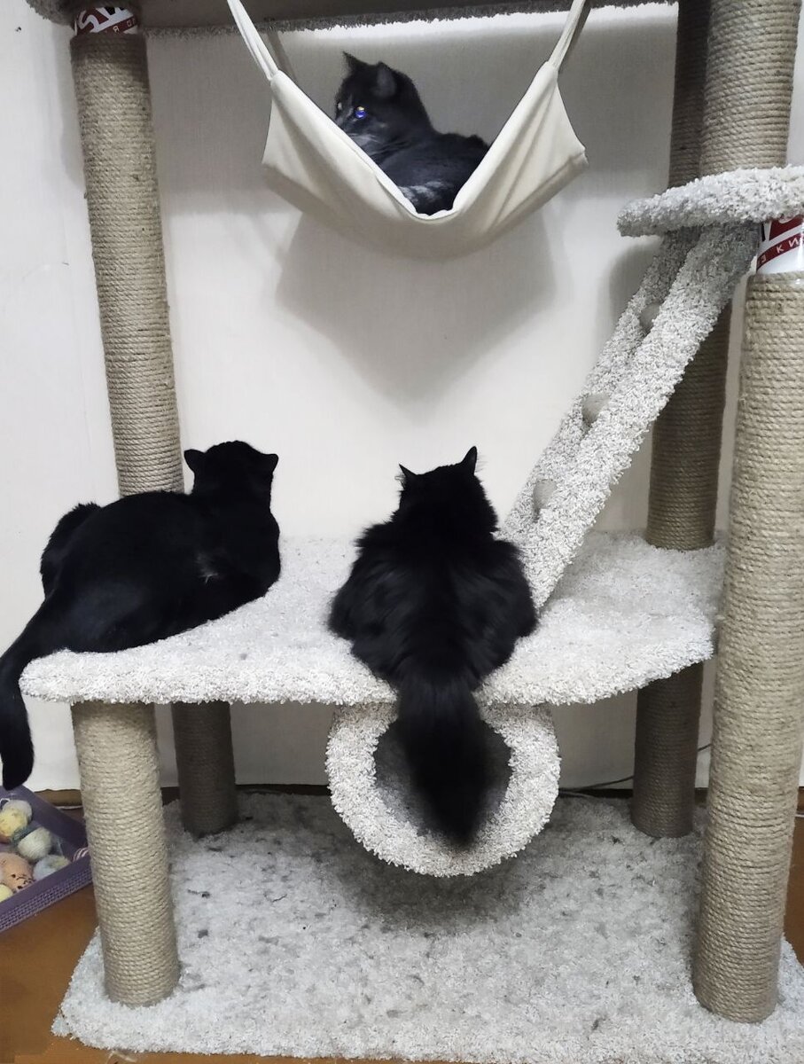 Сразу два чёрных кота Микки и Бобик встретились серому Ярику. Куда бежать от удачи-то? Как бы не пострадать от такого количества счастья!