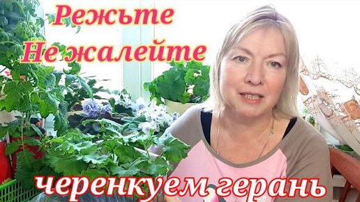 Герань ОБРЕЗАЕМ ДЛЯ ПЫШНОГО ЦВЕТЕНИЯ. ЧЕРЕНКУЕМ ПРОСТО Рассада томатов-наращиваем корни