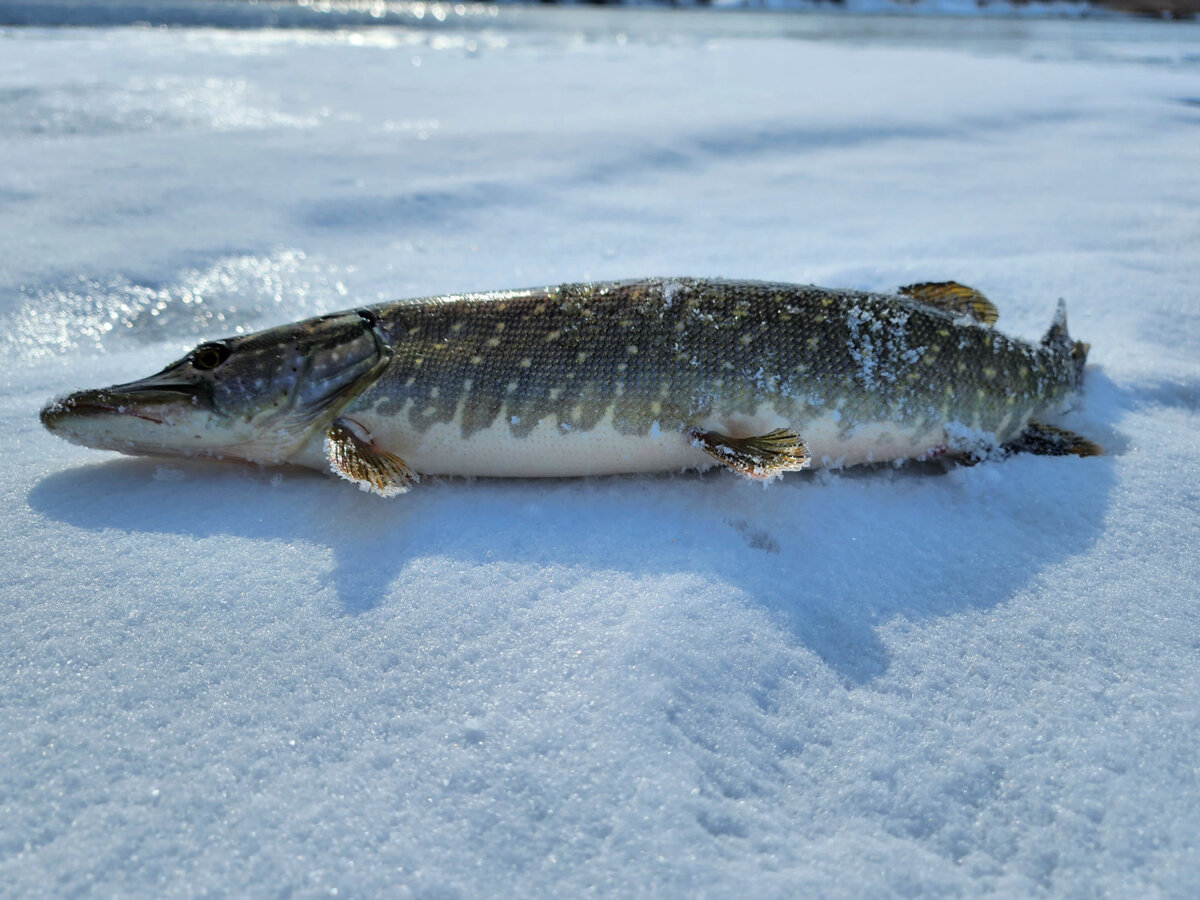 Первая весенняя щука