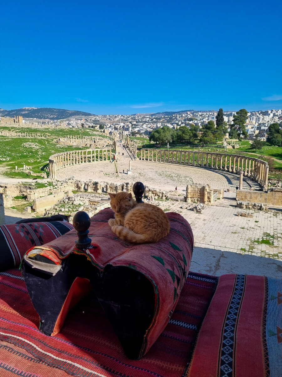 Вальяжные иорданские коты на фоне античного Джераша (фото автора).