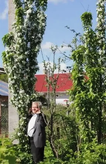 колоновидный сад Распопова