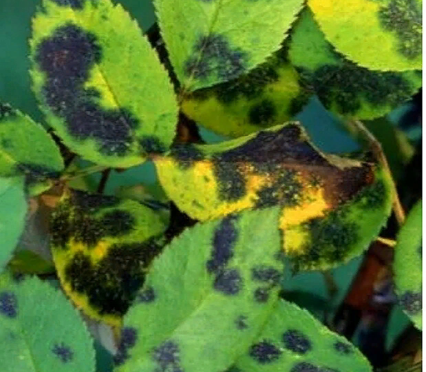 Черная пятнистость на розах. Можно ли избавиться навсегда