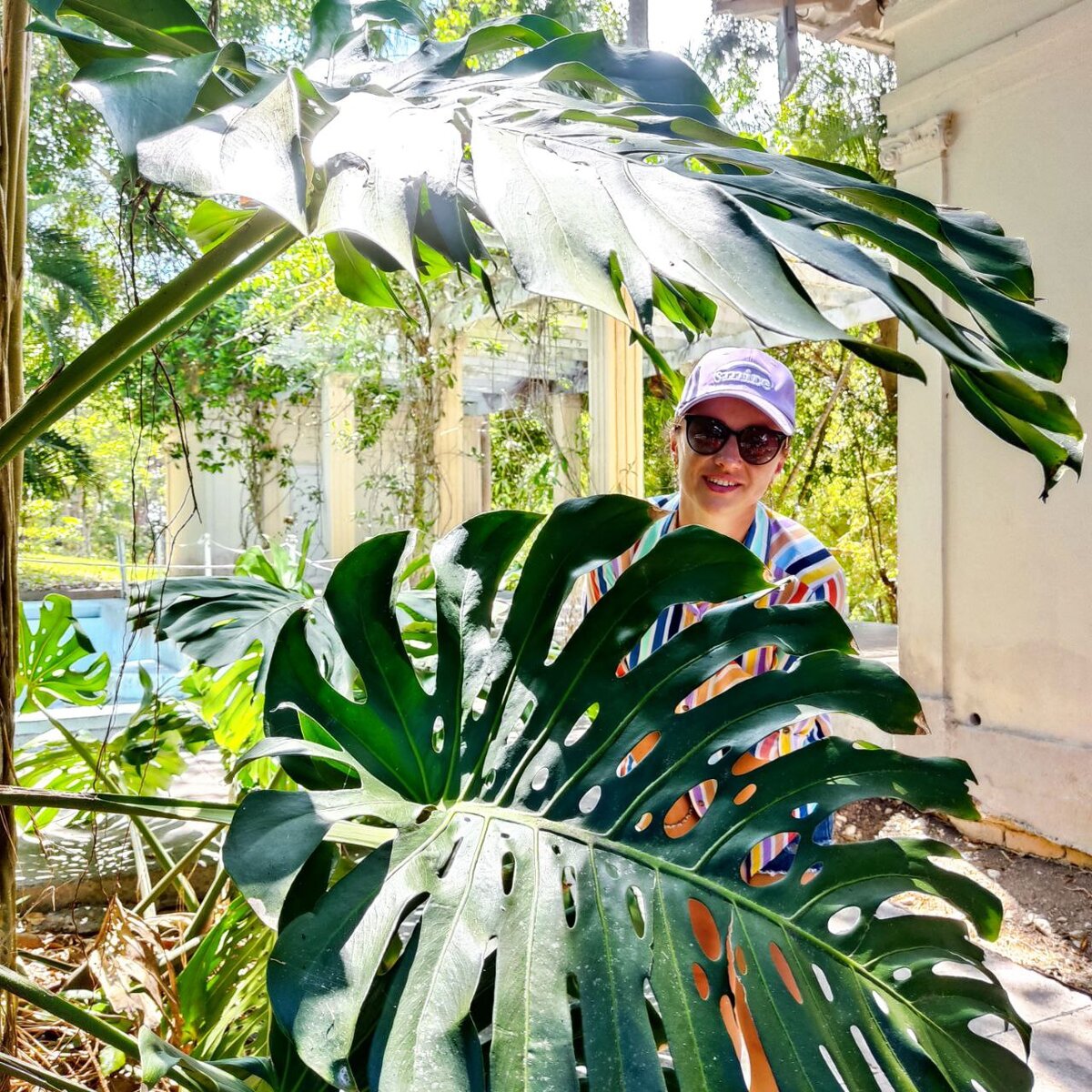 Кубинская монстера