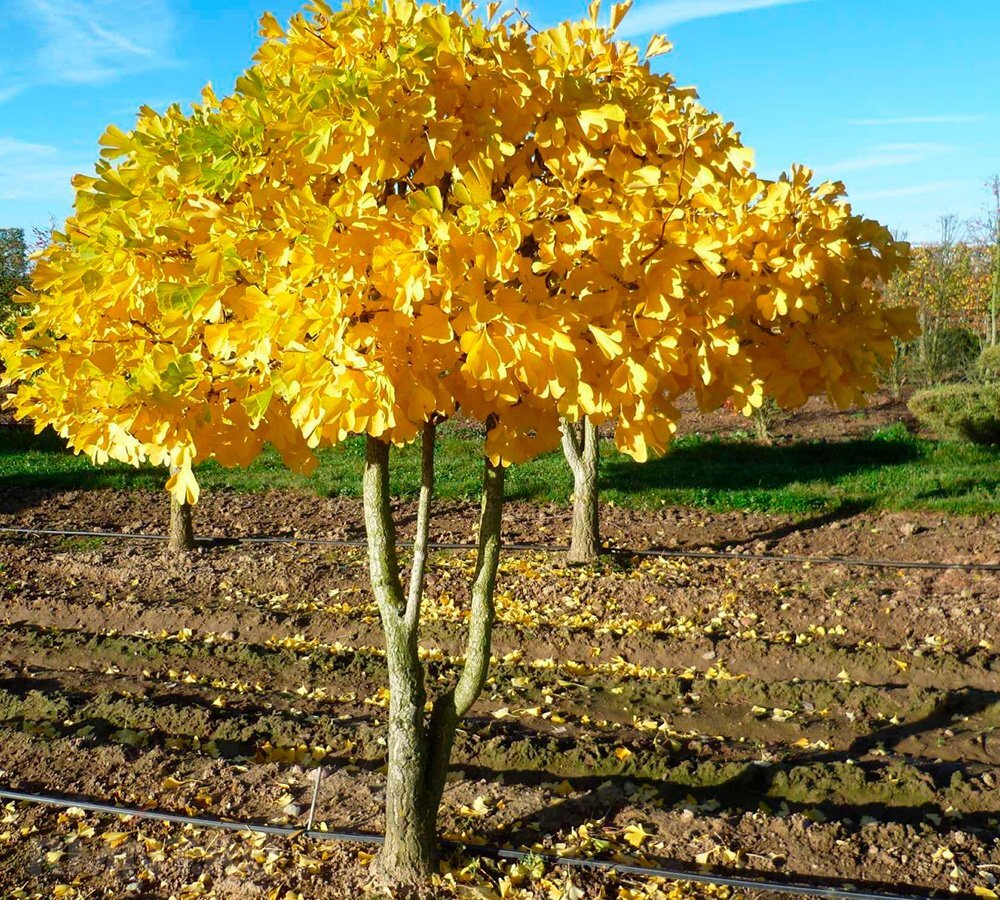   Фото klenshop.ru