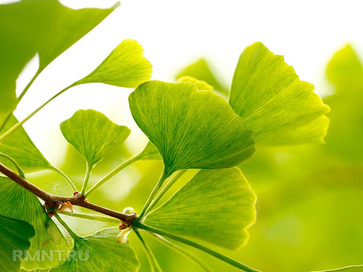   Фото ethnomir.ru