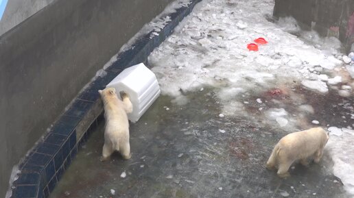 Волк и лев 2021. Видео там животных. Видео там животных. Гиены туниса. Четыре льва.