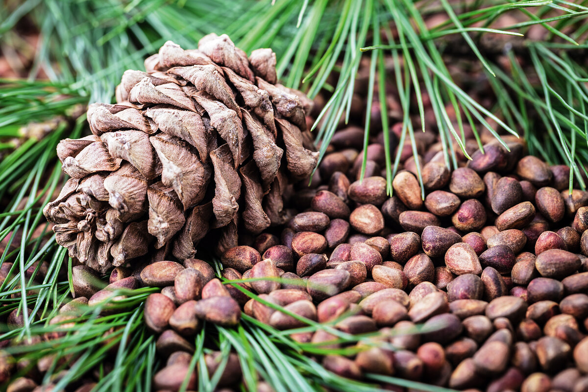 Сибирский кедр орехи кедровые. Кедровая шишка Сибирский кедр. Siberian Pine Nuts кедровое орехи. Сосна Кедровая стланиковая шишка.