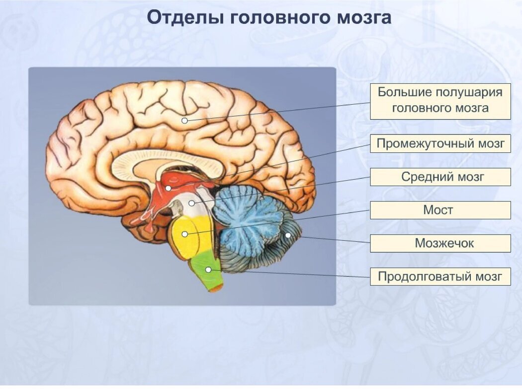 Статья: Польза и вред использования мобильных телефонов для детей | Сайт  психологов b17.ru | Дзен