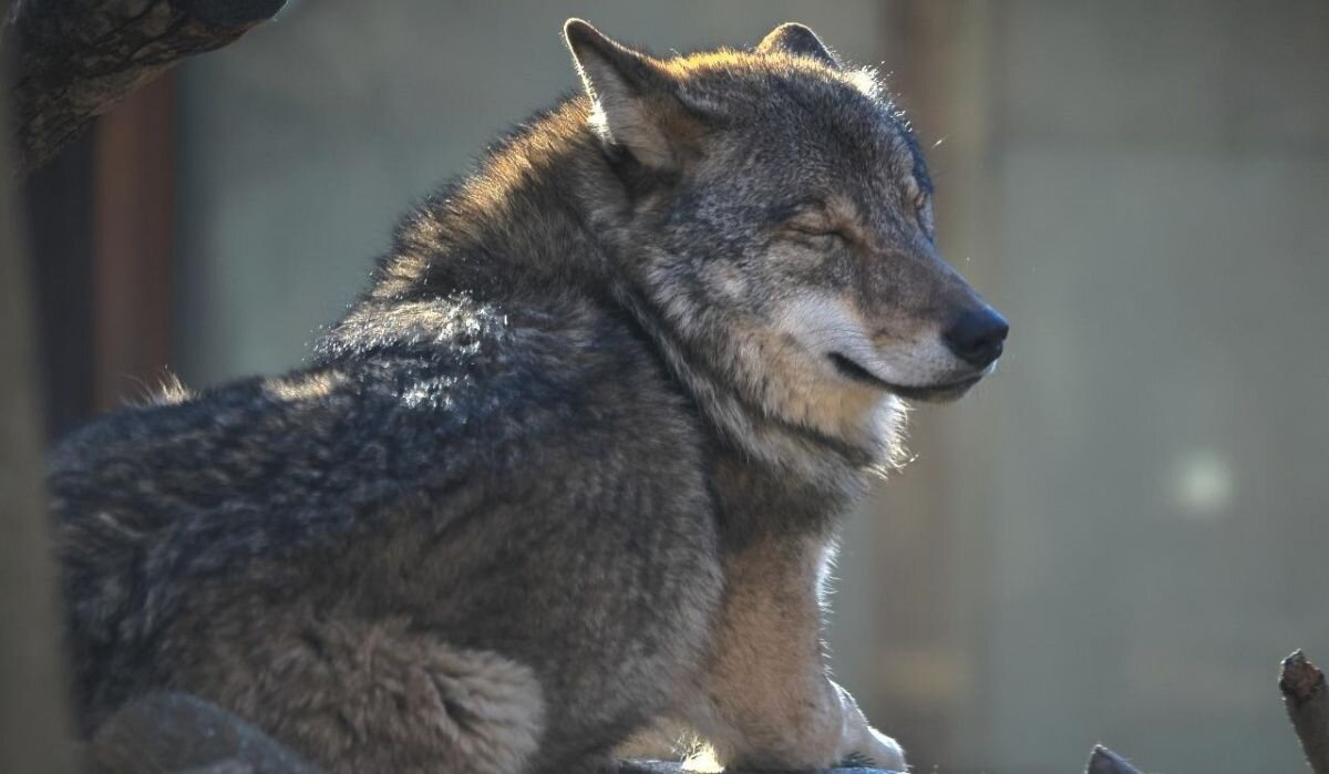     Волк из Ленинградского зоопарка. Источник: vk.com/spbzoopark Автор фото: Пресс-служба Ленинградского зоопарка