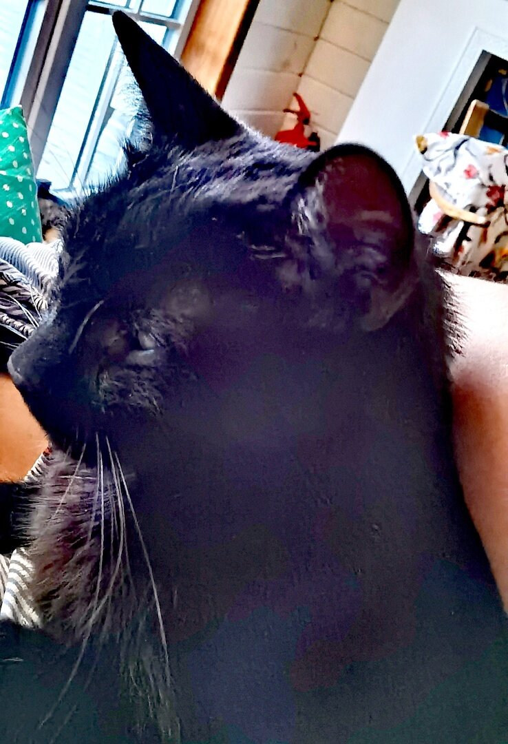 Это вчера, спит на мне