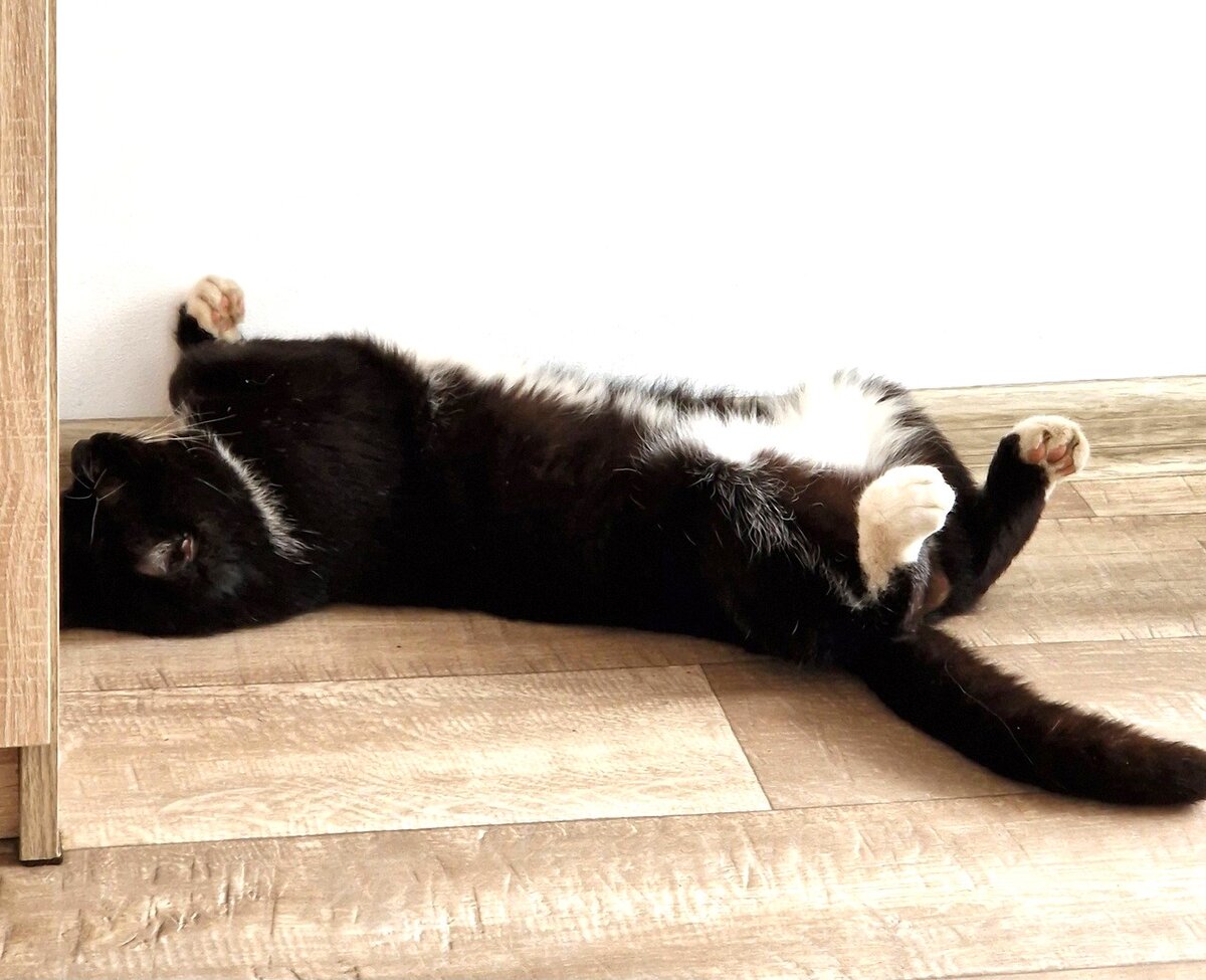 Кот отдыхает. Фото автора