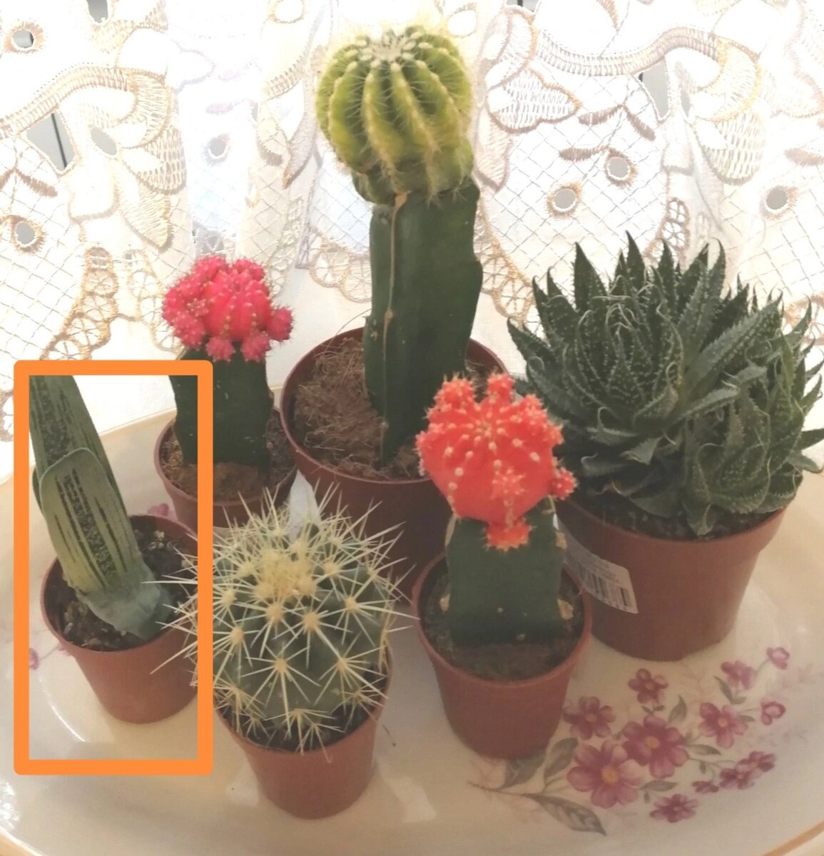 Гастерия среди них была самая маленькая