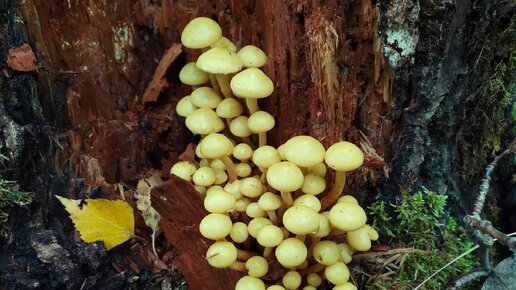 Чешуйчатка ольховая (Pholiota alnicola). Как выглядит гриб на месте произрастания.