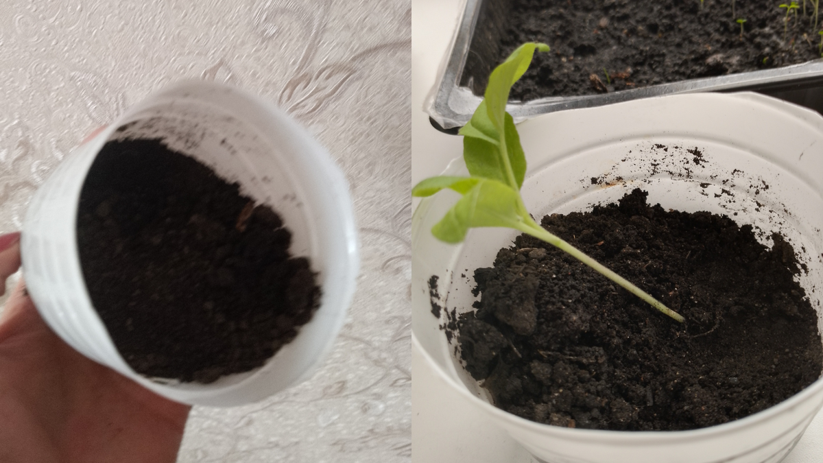 пикировка рассады томаты перцы. календарь пикировки рассады. календарь пикировки рассады. петуния посадка пикировка рассады. благоприятные дни для высадки рассады томатов.