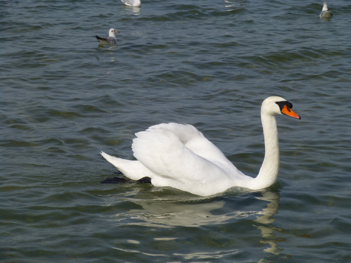 Каждый год в Анапе на зимовку остаются лебеди. В основном они обитают в лиманах, но часто заплывают и на городские пляжи, любят бывать на Центральном пляже и в районе Малой бухты.