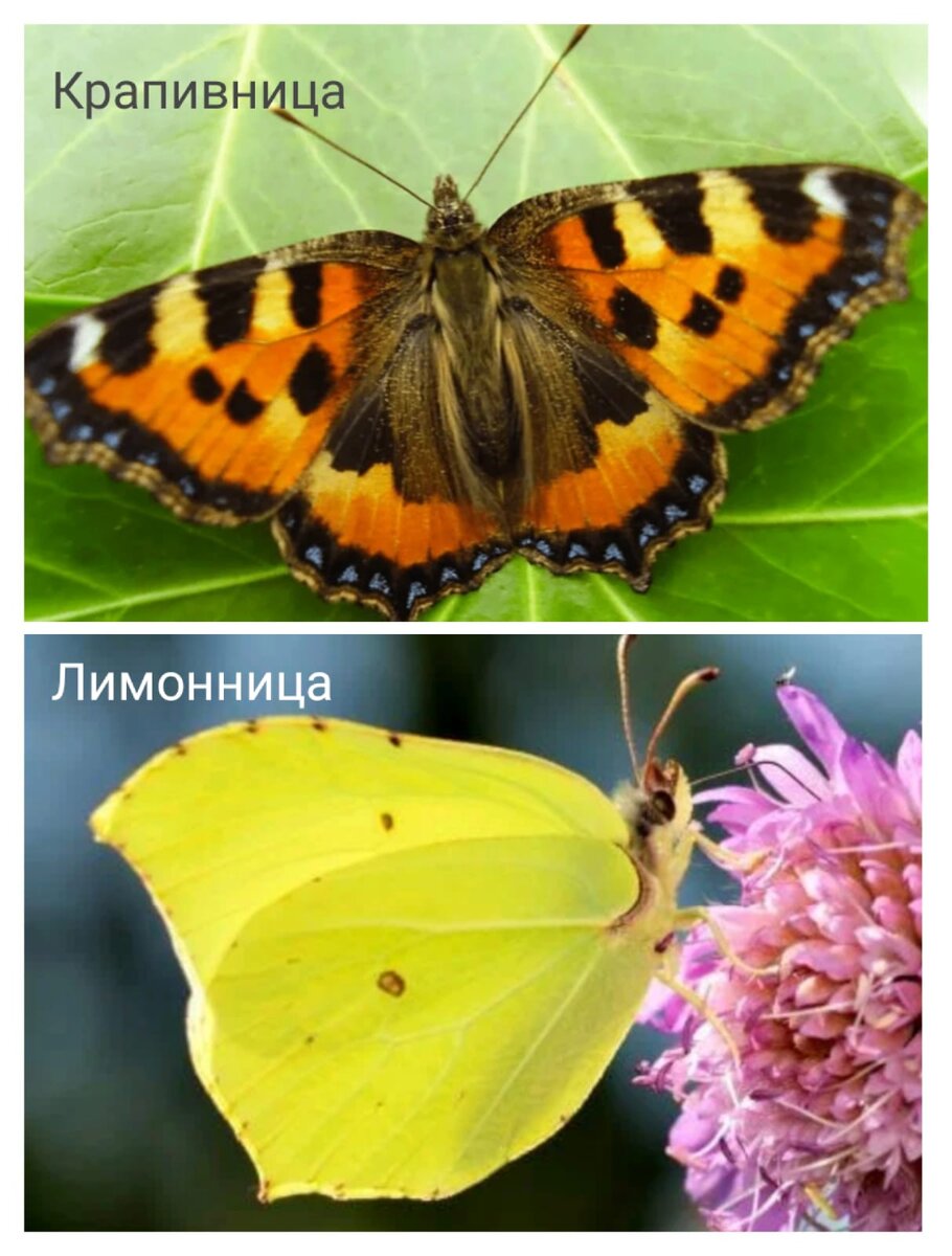 Первые бабочки - крапивница и лимонница